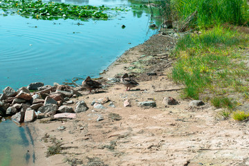Wild ducks on the beach. Two ducks on a city beach near the river bay. Ducks on a dirty city beach
