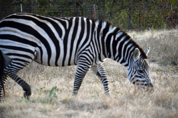Fototapeta na wymiar Zebra in a Pasture