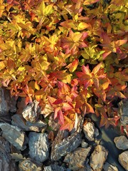 Japanese Spirea, ornamental shrub with bright orange foliage. Autumn panorama. Background texture