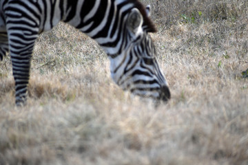 Fototapeta na wymiar Zebra in a Pasture