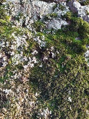  A mixture of wild moss is overgrown with granite stones. Background texture