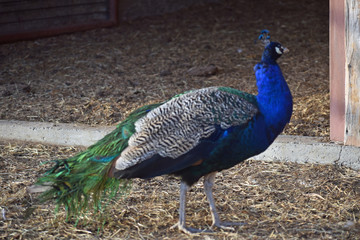 Male Peacock
