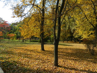 Autumn park in its beauty. Yellow trees.