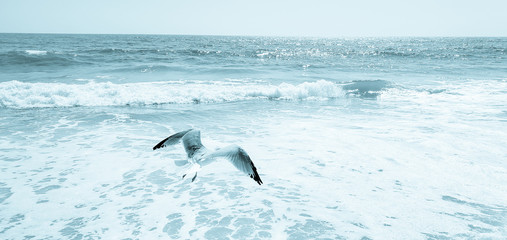 Naklejka premium Seagull on the beach in New York
