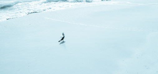 Seagull on the beach in New York