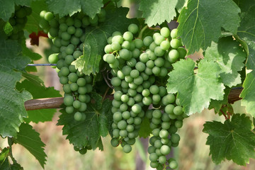 Grüne unreife Trauben am Weinstock