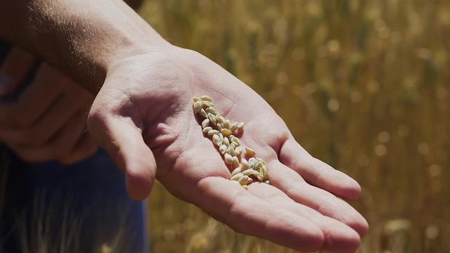 Farmer hands hold wheat grains