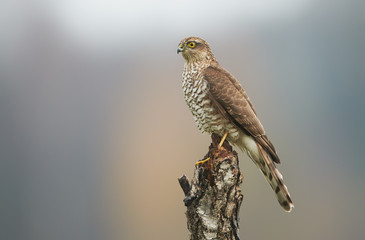 Sparrow hawk (Accipiter nisus) female