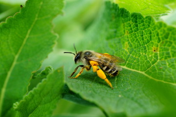 bee on flower