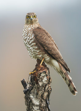 Sparrow hawk (Accipiter nisus) female