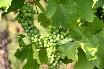 Gr&uuml;ne unreife Trauben am Weinstock