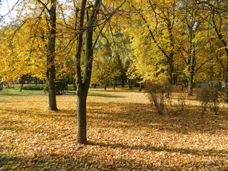Fototapeta na wymiar Autumn park in its beauty. Yellow trees.