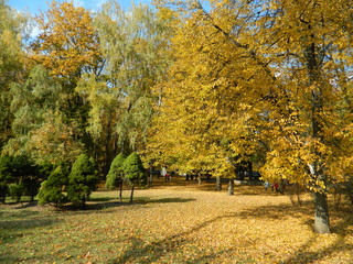 Autumn park in its beauty. Yellow trees.