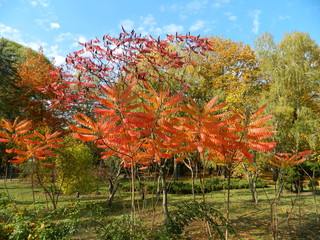 Autumn park in its beauty. Yellow trees.