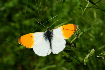 Butterfly in the green grass. Insects in nature. Summer.