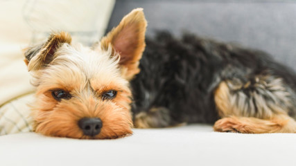 Naklejka na ściany i meble The Yorkshire Terrier slipping on a couch, sofa. Small dog concept