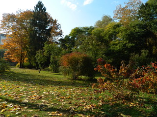 Golden, autumn forest mesmerizes with its beauty.