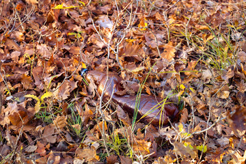 A dirty plastic bottle left in the autumn forest