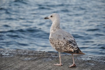 seagull on the beach