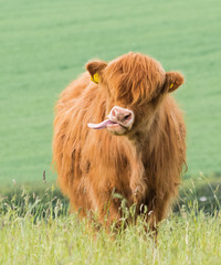 highland cow