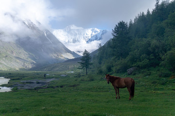 Fototapeta na wymiar Akkem wall. Altay. Horse in the mountains.