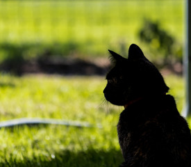 cat silhouette 