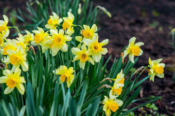 Big bush of yellow daffodils on flowerbed. Spring flowers_