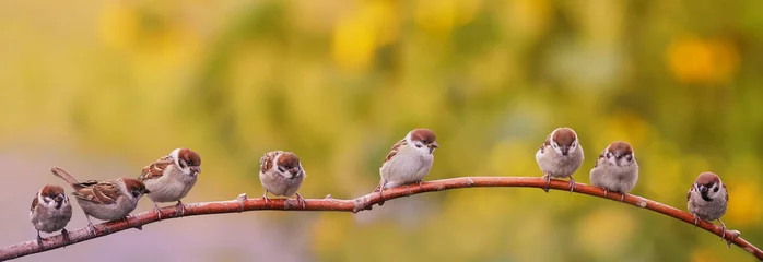 Türaufkleber panoramic portrait of small funny birds sparrows sitting on a tree branch in a Sunny summer garden © nataba