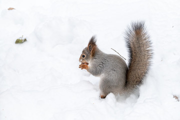 Squirrel eating nut on the snow