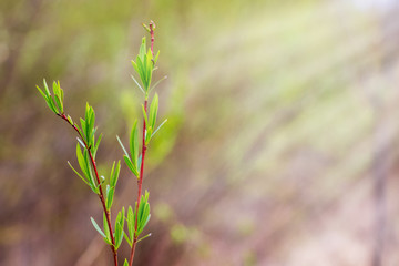 Willow branch with tender spring young leaves in the sun's rays_