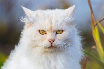 Naklejka na ściany i meble White furry purebred cat with a straight look at the camera close up_