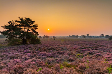 Heideveld_03