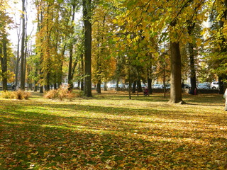 Naklejka premium Golden, autumn forest mesmerizes with its beauty.