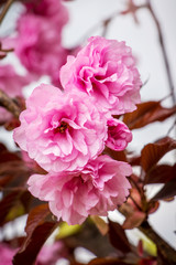 Pink big sakura flowers on light background, vertical format_