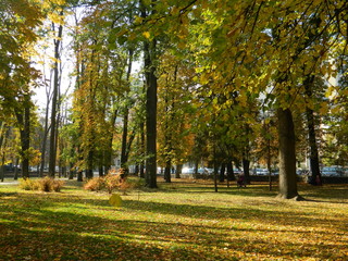 Golden, autumn forest mesmerizes with its beauty.