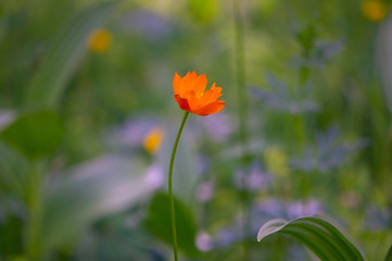 flower on green background of grass