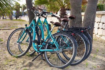 Multiple isolated bicycles resting on a palm tree near to the Promenade side walk Beach