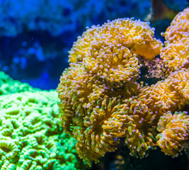 large carpet of Euphyllia sea anemones, stony coral specie, popular aquarium pet in aquaculture,...