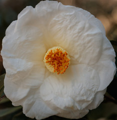white flower