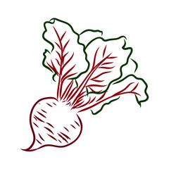 Beet sketch, vector illustration 
