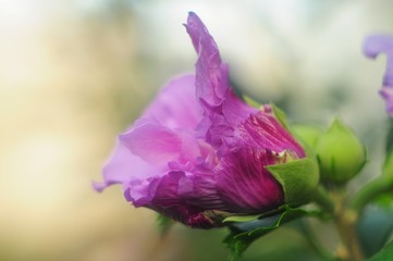 Casually-half-open, lovely pink and Burgundy flower Bud, soft blurred background effect