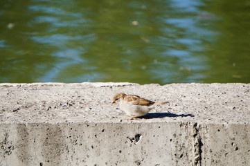 bird on beach