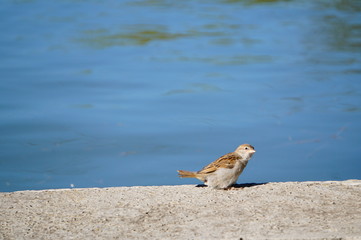 bird on beach