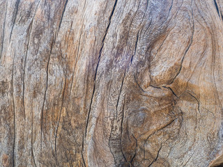 Old tree trunk on the ground close up