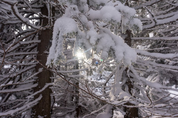 sun shining though branches of a tree