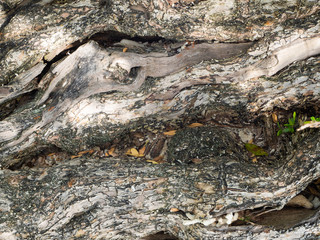 Old tree trunk on the ground close up