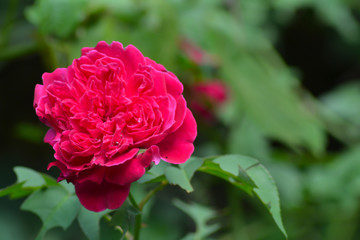 red rose in garden