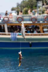 Two fish hanging on hooks on the background of the ship.