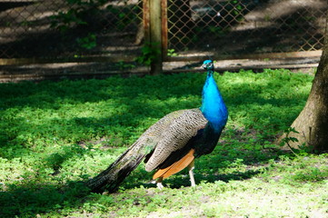Obraz premium peacock with feathers