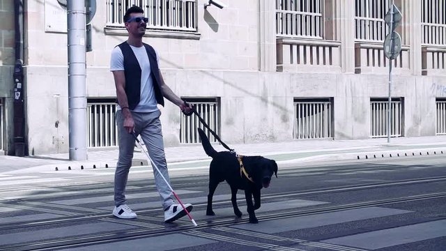 Young blind man with white cane and guide dog walking across street in city.